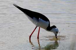 Image of Pied Stilt