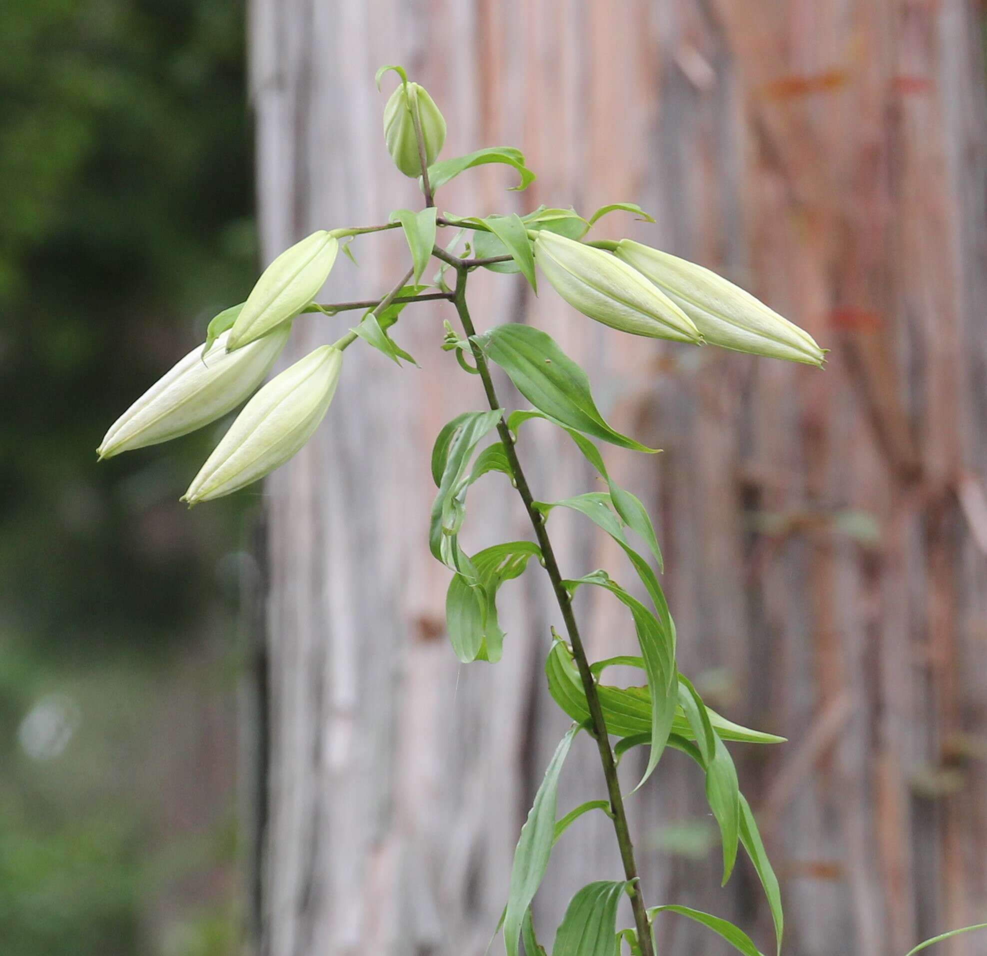 Lilium auratum Lindl. resmi