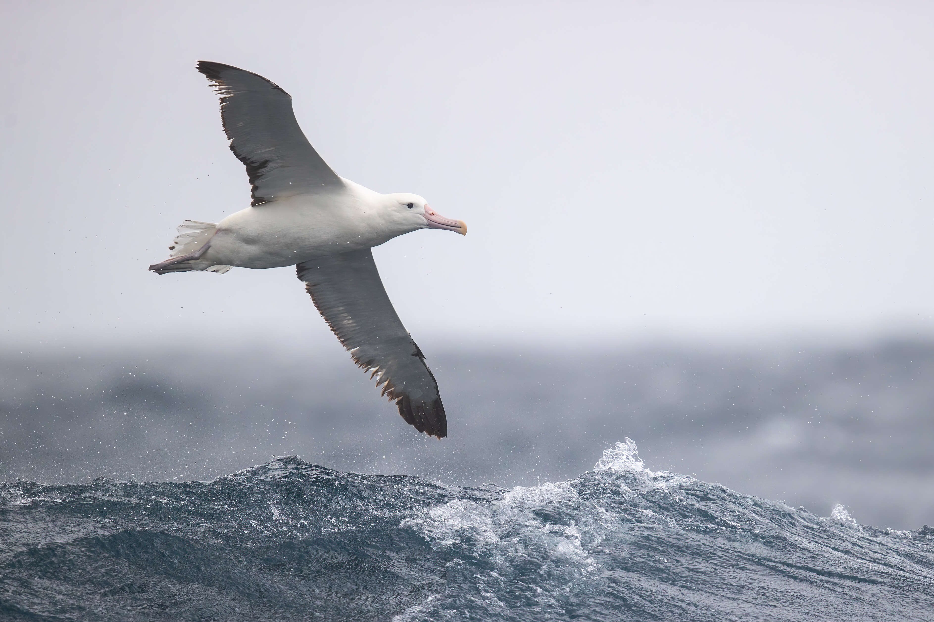 Image of Royal Albatross