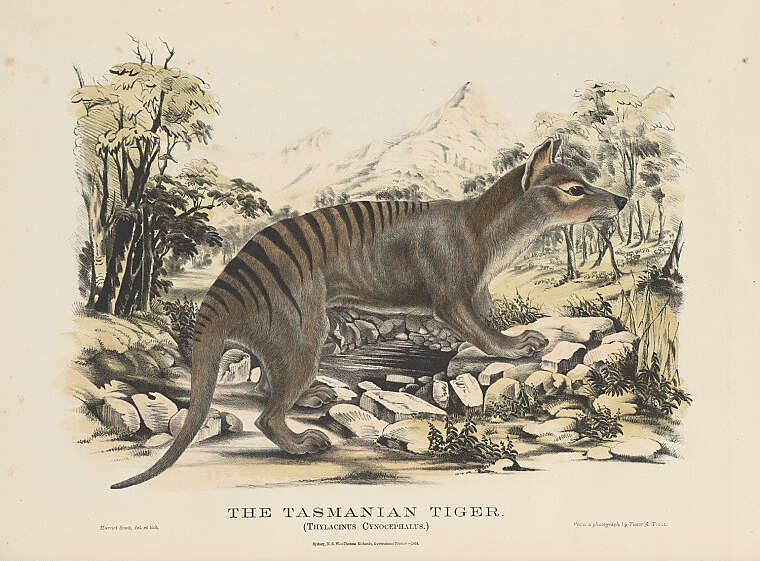 Image of thylacines