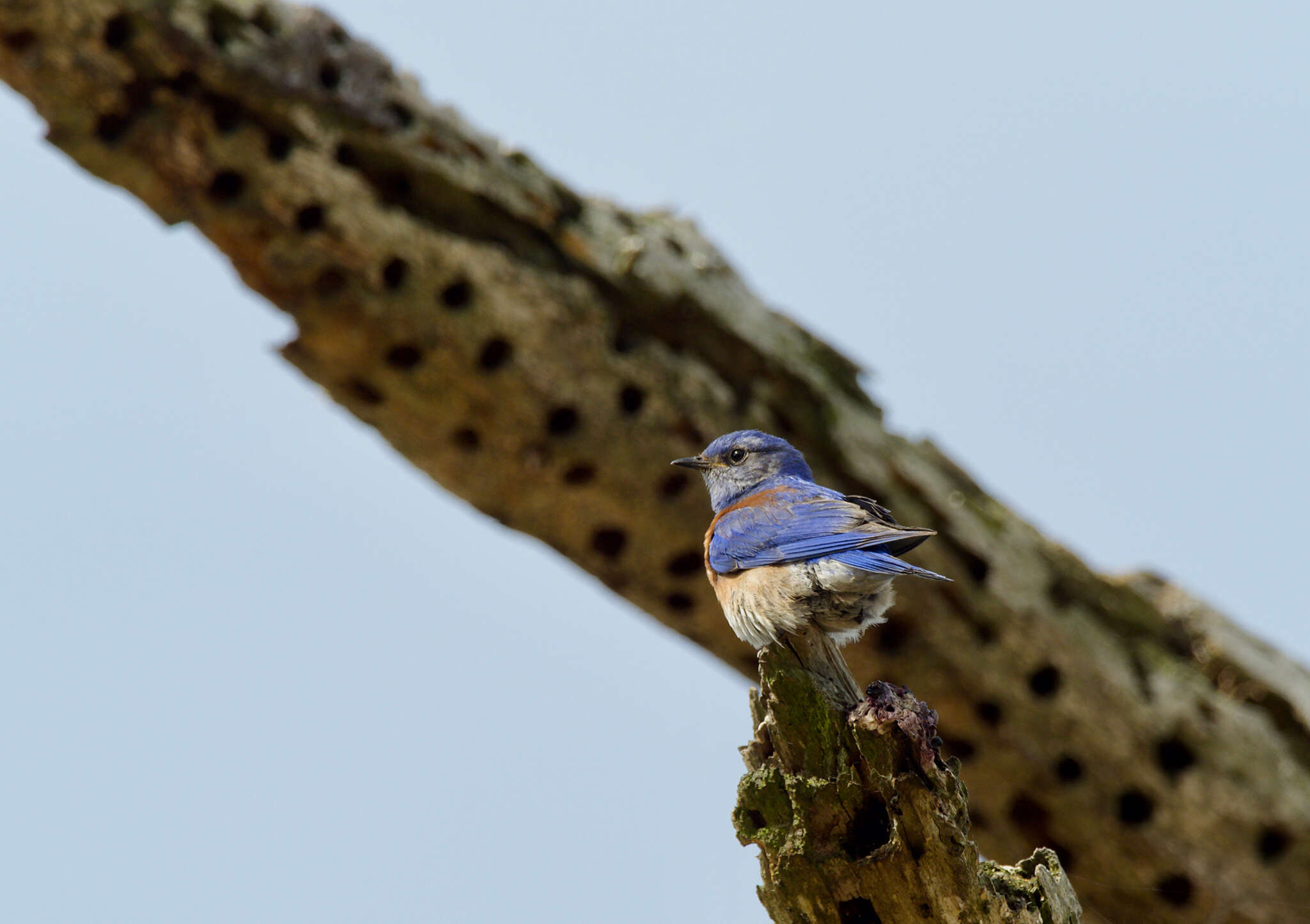 Image of Western Bluebird