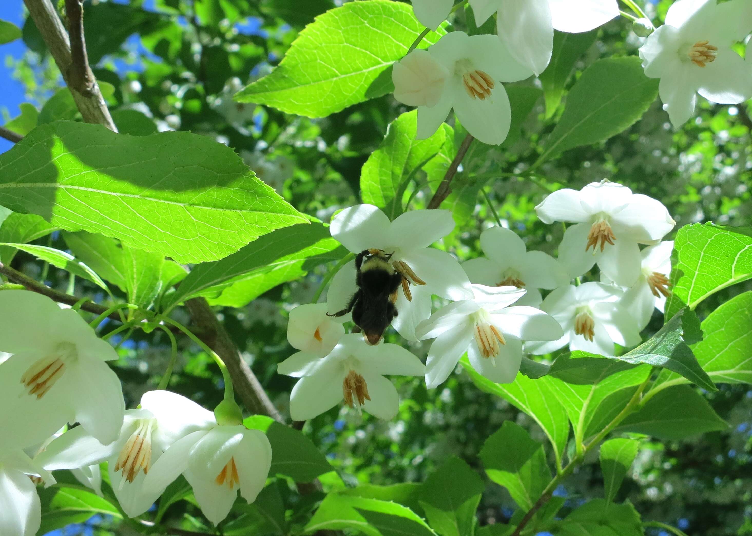 Image of Japanese snowbell