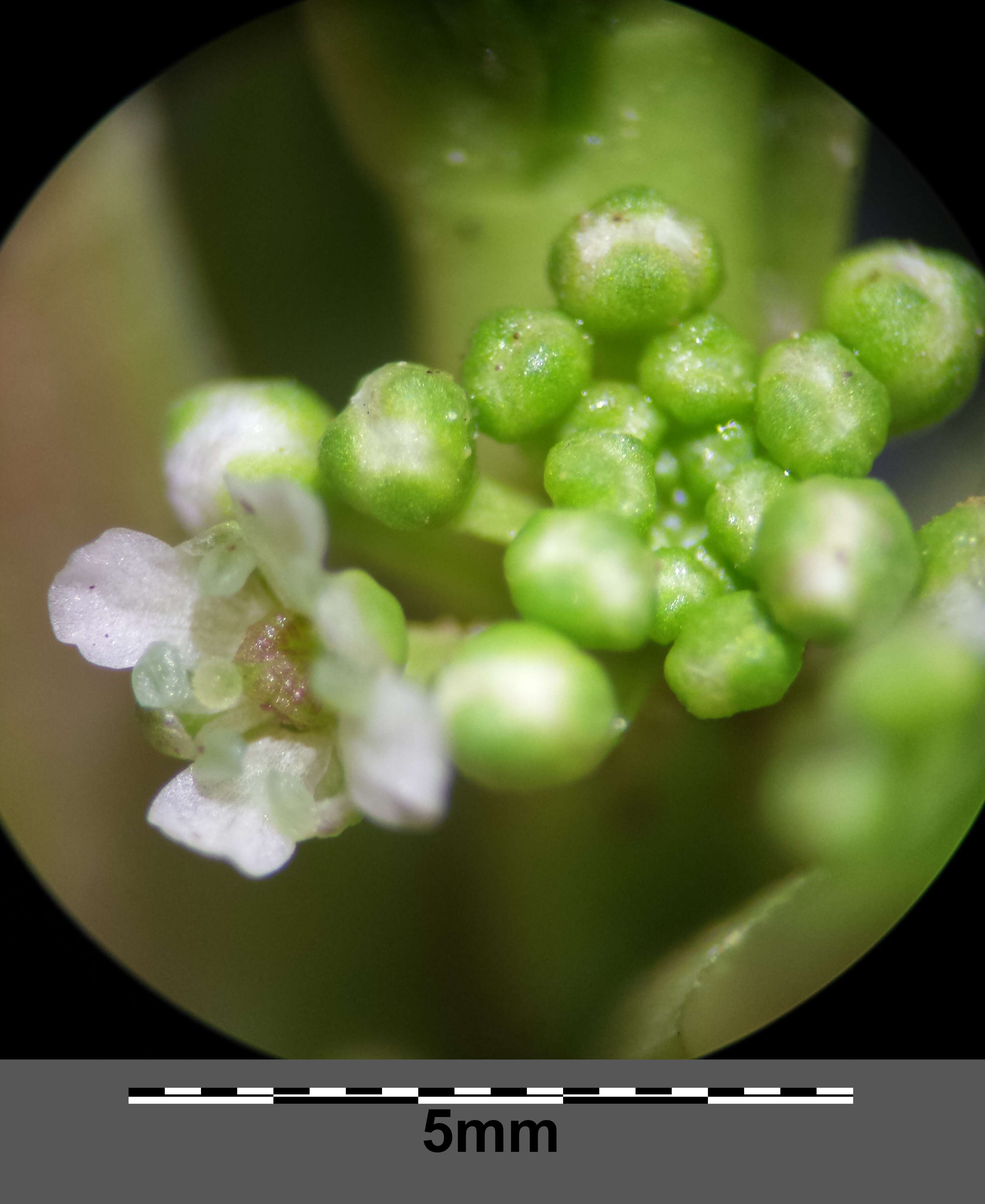 Image of Creeping Watercress