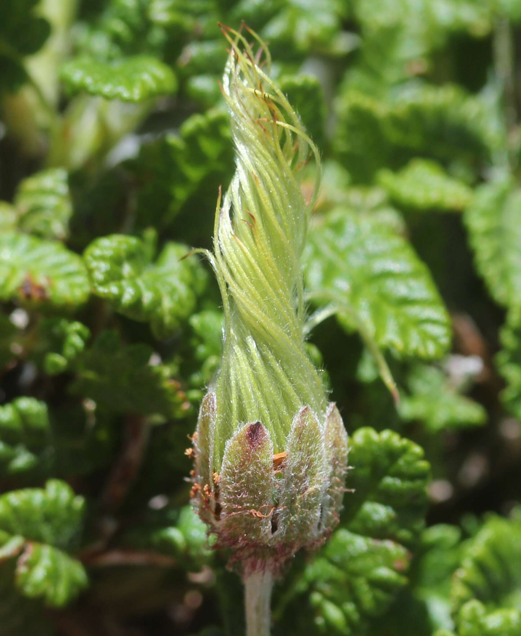 Imagem de Dryas octopetala L.