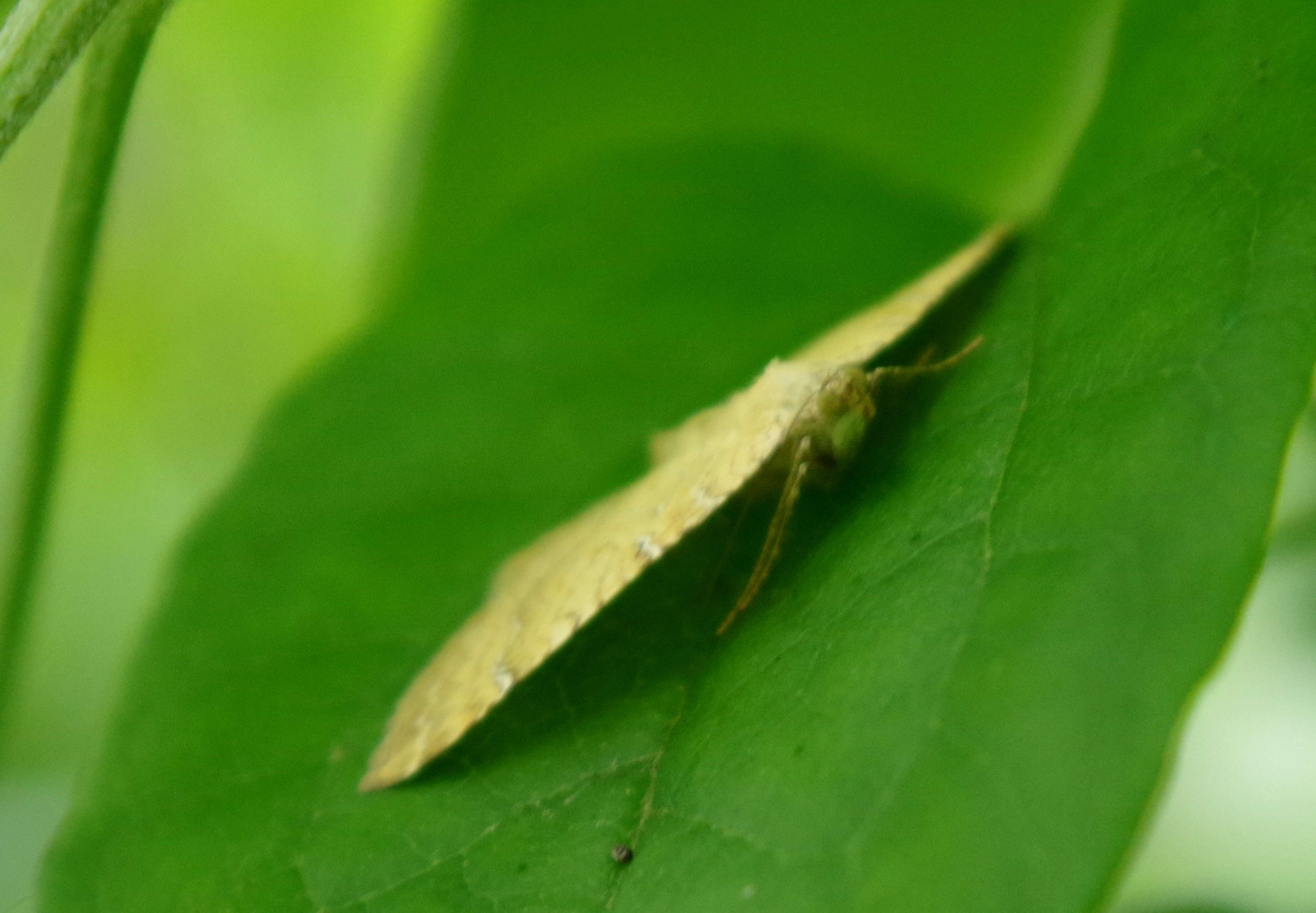 Image of Camptogramma bilineata