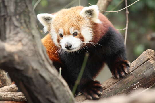 Image of Red panda