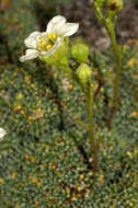 Sivun Saxifraga squarrosa Sieber kuva