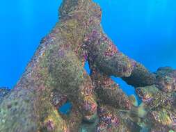 Image of Brownbanded Bamboo Shark