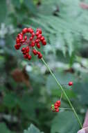 Image of Chinese ginseng