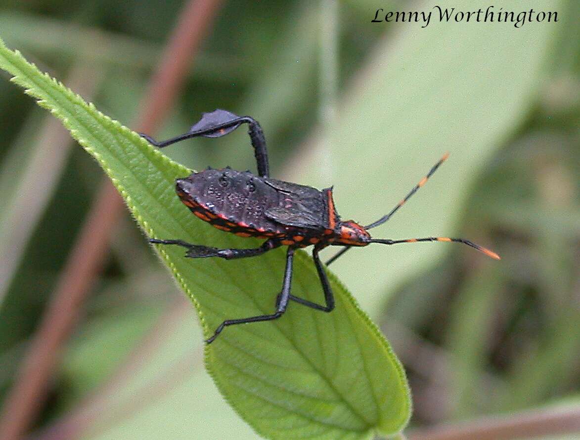 Image of Passionvine Bug