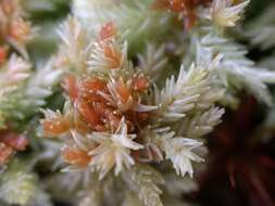 Image of Prairie sphagnum moss