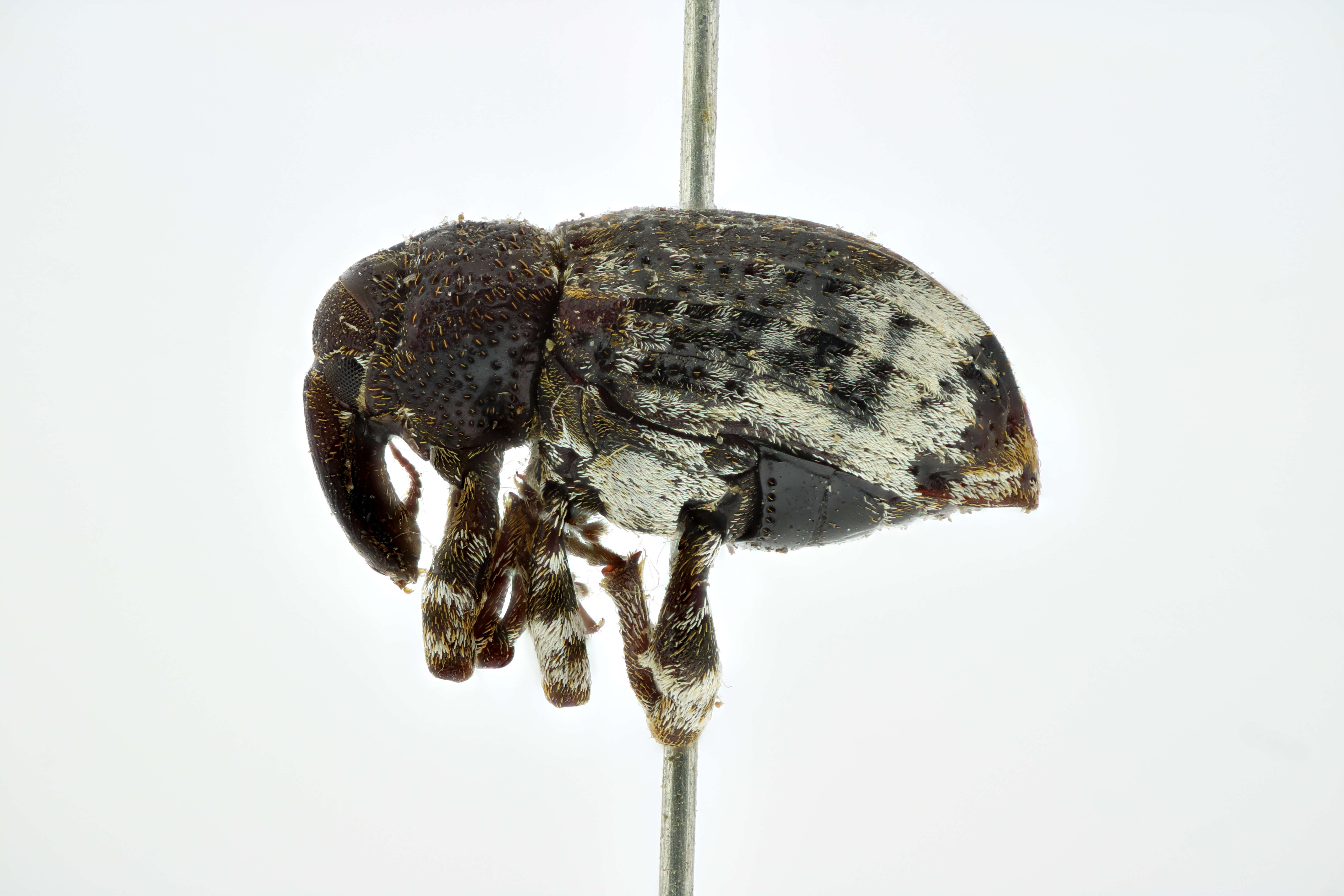 Image of Conotrachelus