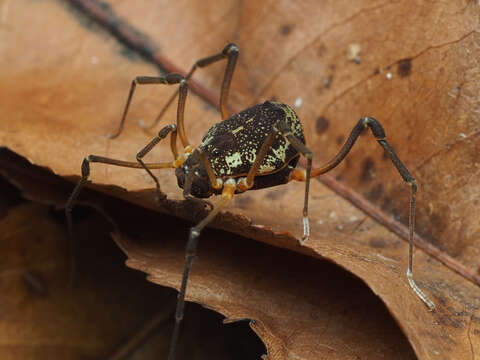 Image of Acromares vittatum