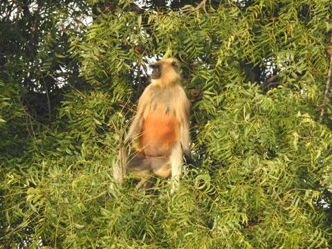 Plancia ëd Semnopithecus hypoleucos Blyth 1841