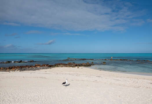 Image of Laysan Albatross