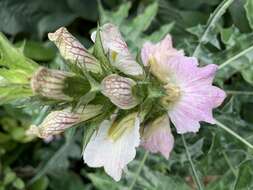 Image of Acanthus montanus (Nees) T. Anders.