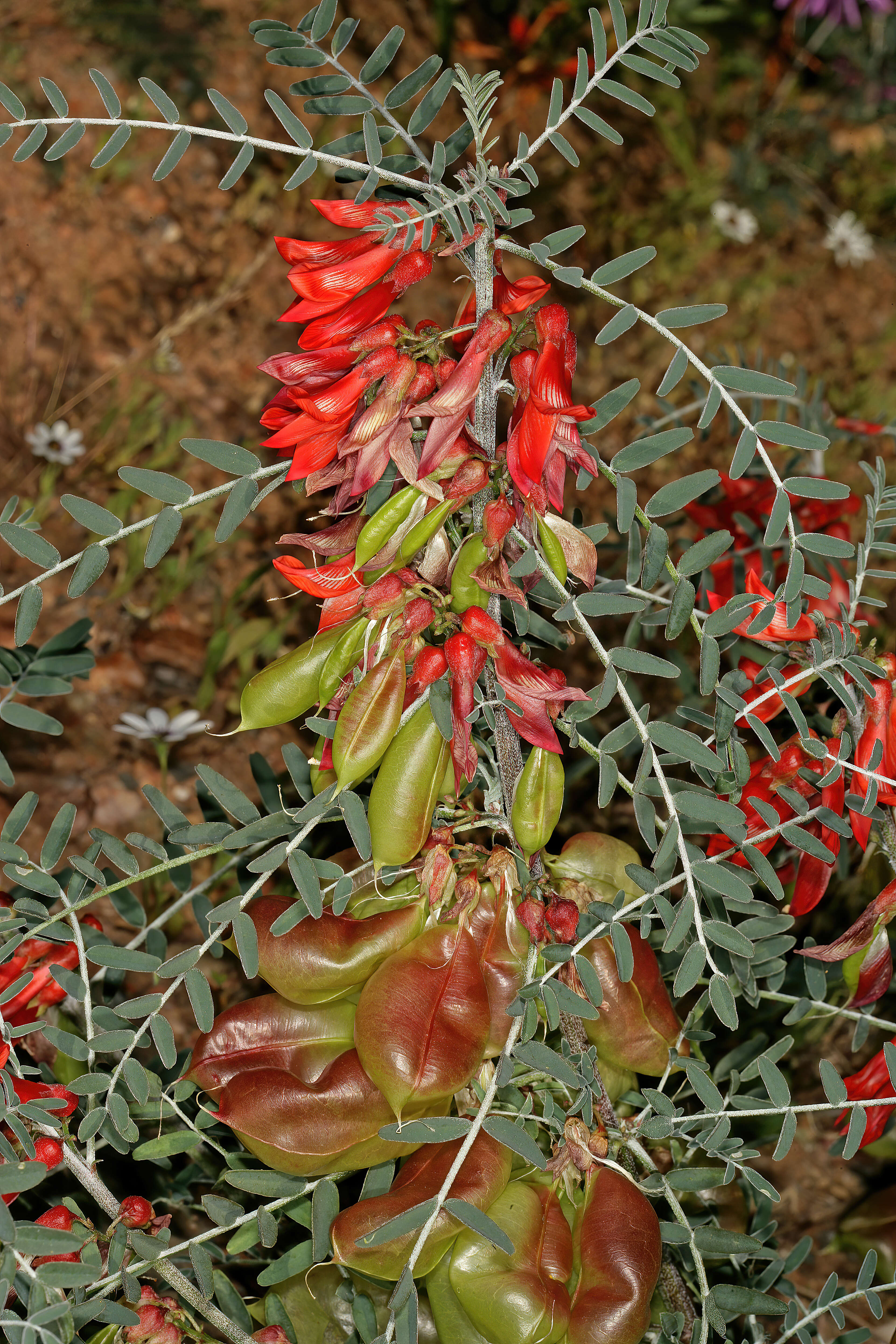 Imagem de Lessertia frutescens