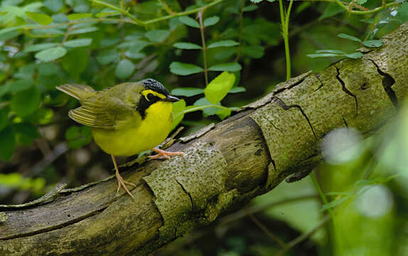 Geothlypis formosa (Wilson & A 1811) resmi