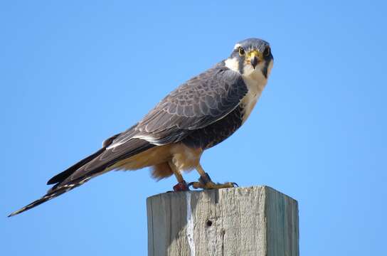 Plancia ëd Falco femoralis Temminck 1822