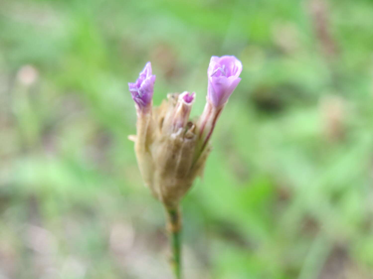 Image of Proliferous Pink