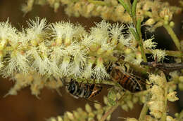 Image of Senegalia hereroensis (Engl.) Kyal. & Boatwr.