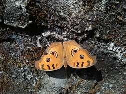 Plancia ëd Junonia almana Linnaeus 1758