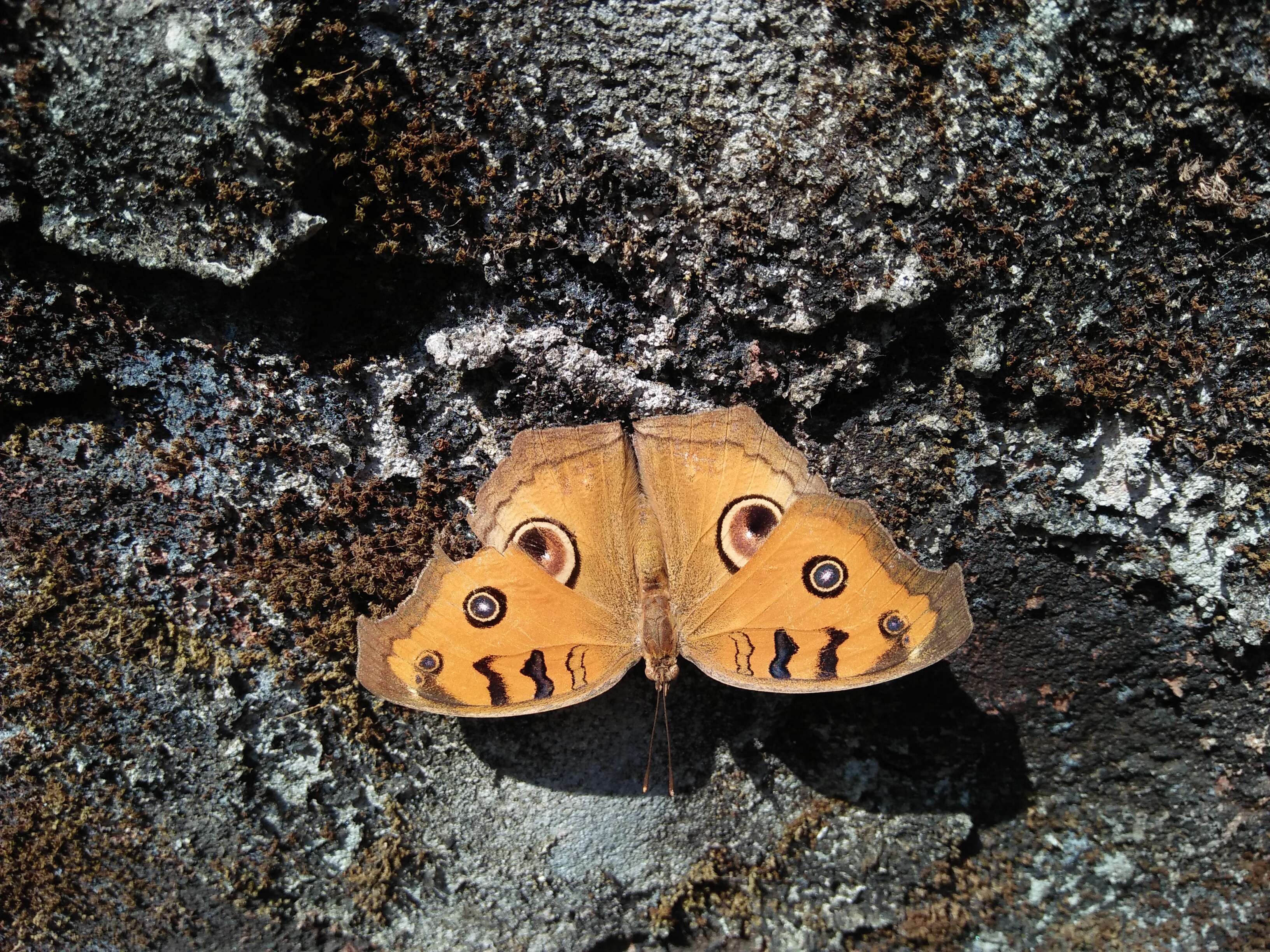 Plancia ëd Junonia almana Linnaeus 1758