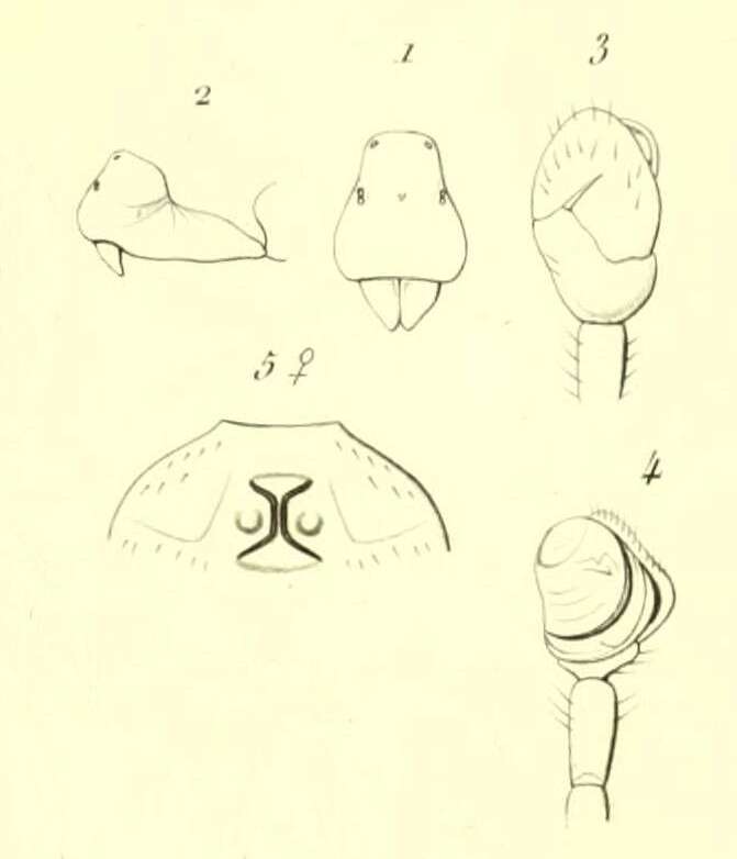 Sivun Diplocephalus kuva