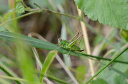 Image de Metrioptera roeselii