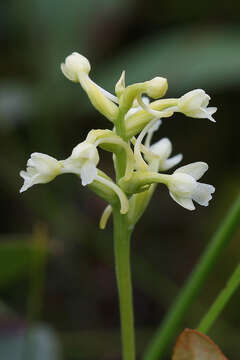 Image of Green Woodland Orchid