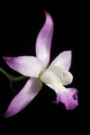 Image of laelia