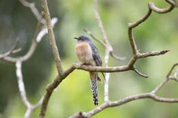 Image of Fan-tailed Cuckoo