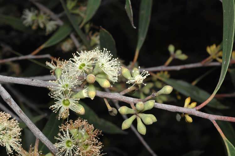 Image of Eucalyptus ligustrina A. Cunn. ex DC.