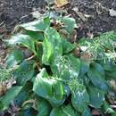 Image of Hosta yingeri S. B. Jones