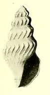 Plancia ëd Pleurotomella thalassica Dall 1919