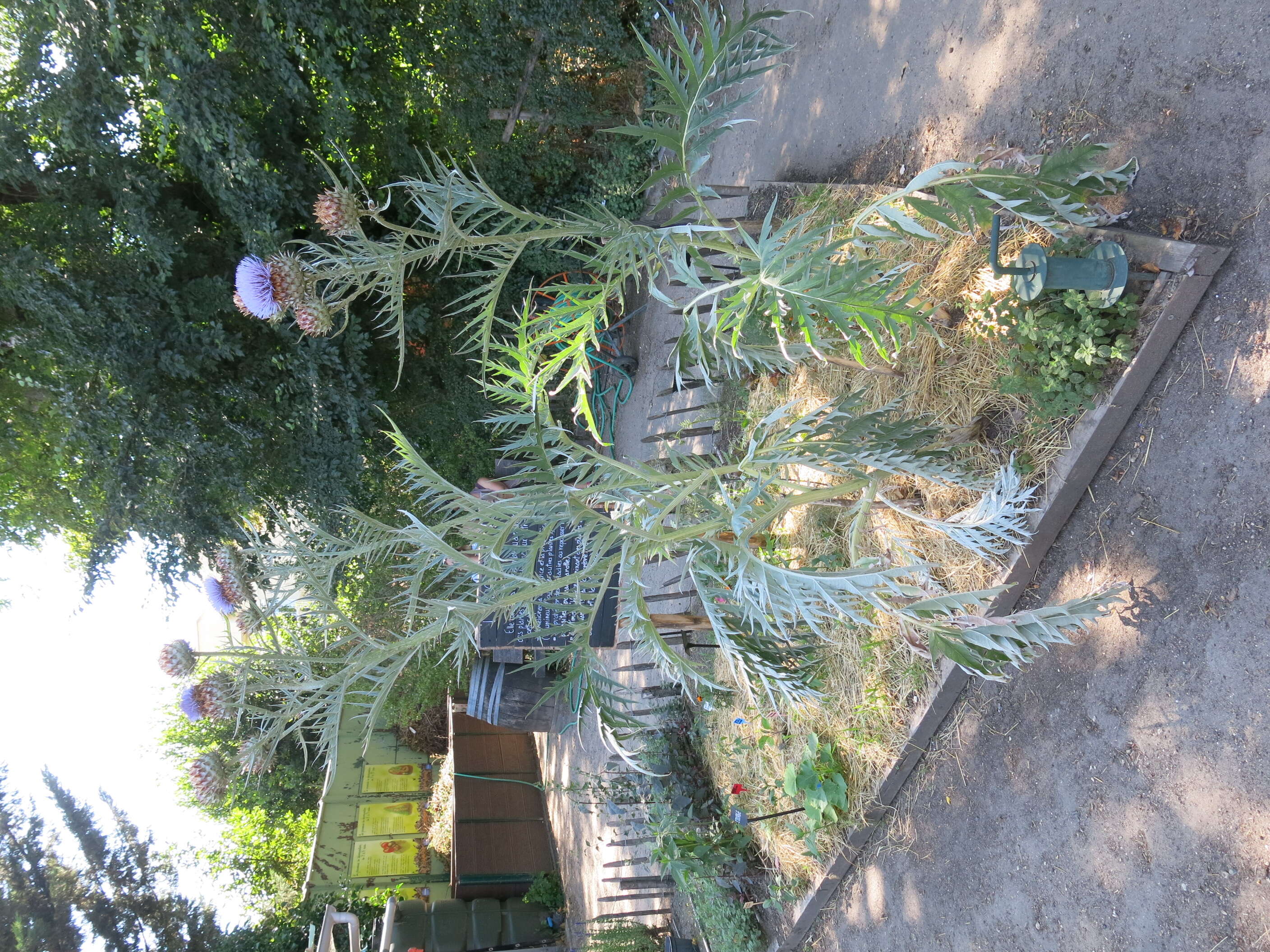 Image of cardoon