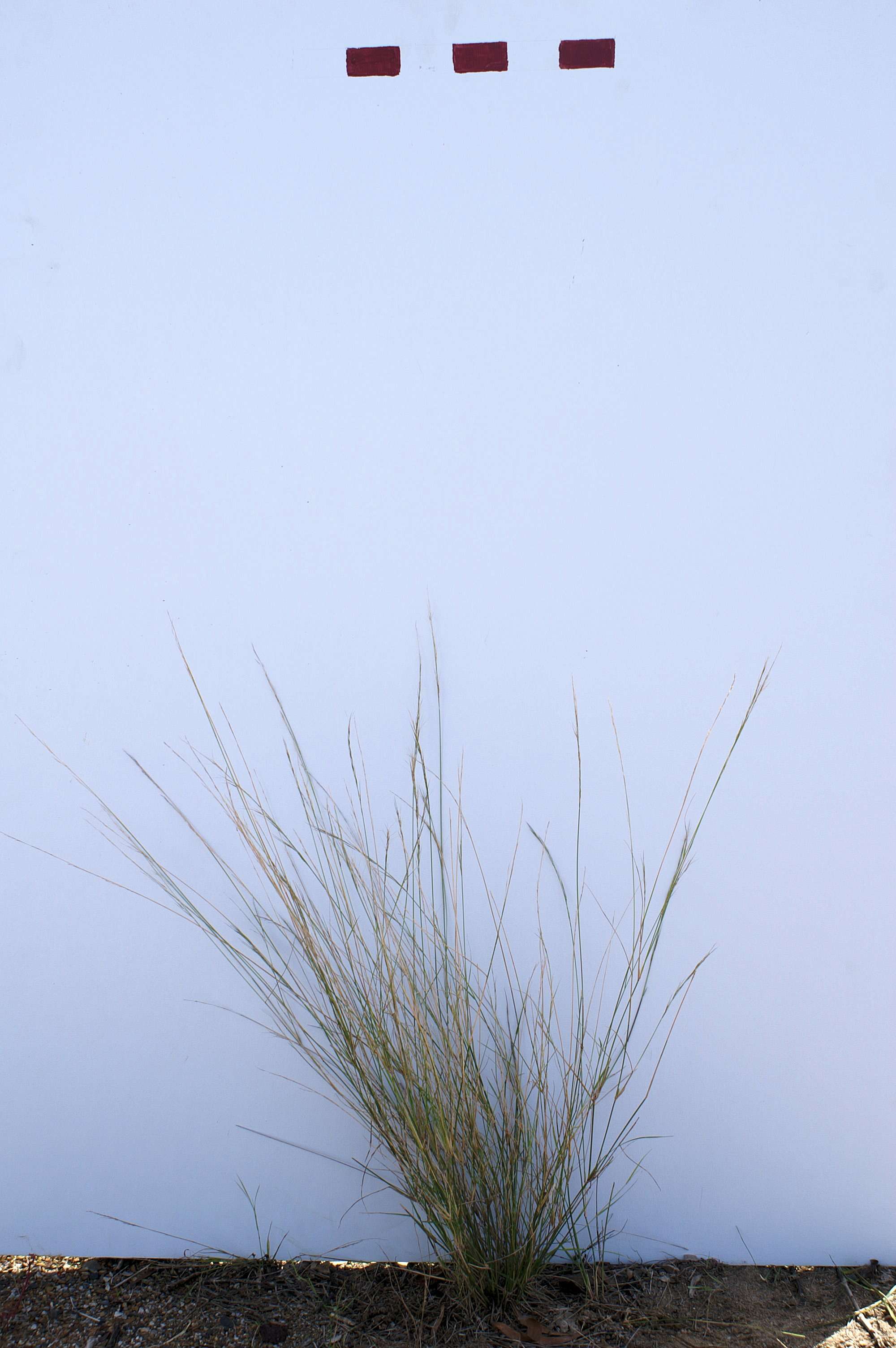 Image of Aristida ramosa R. Br.