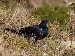 Image of Caucasian Black Grouse