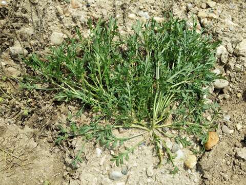 Image of Creeping Watercress