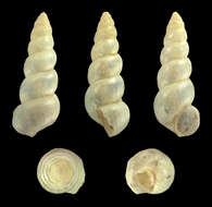 Plancia ëd Hydrobia acuta (Draparnaud 1805)