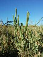 Слика од Salicornia perennis Miller