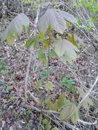 Imagem de Acer pseudoplatanus L.