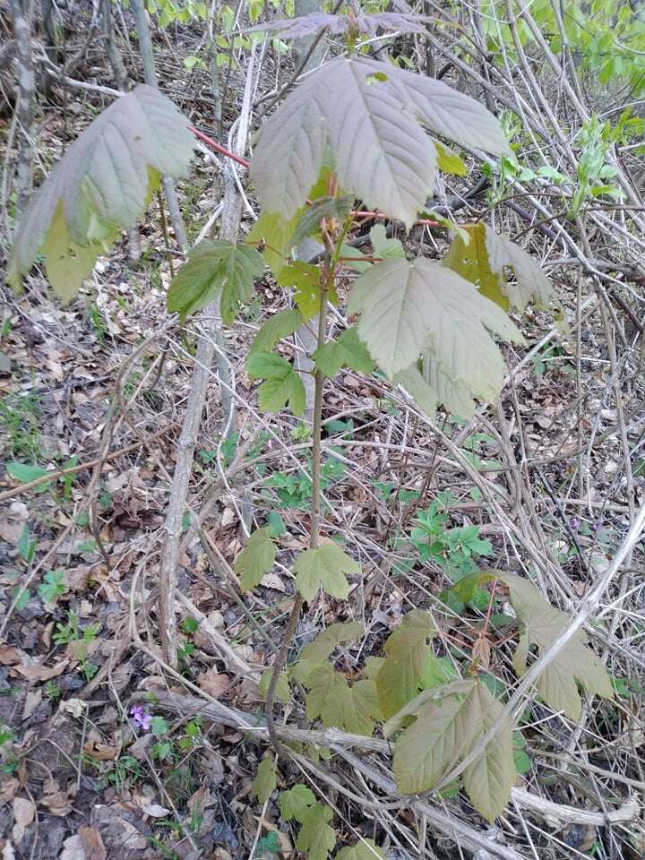 Imagem de Acer pseudoplatanus L.