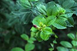 Image of purple allamanda