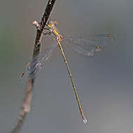 Image of Eastern Willow Spreadwing