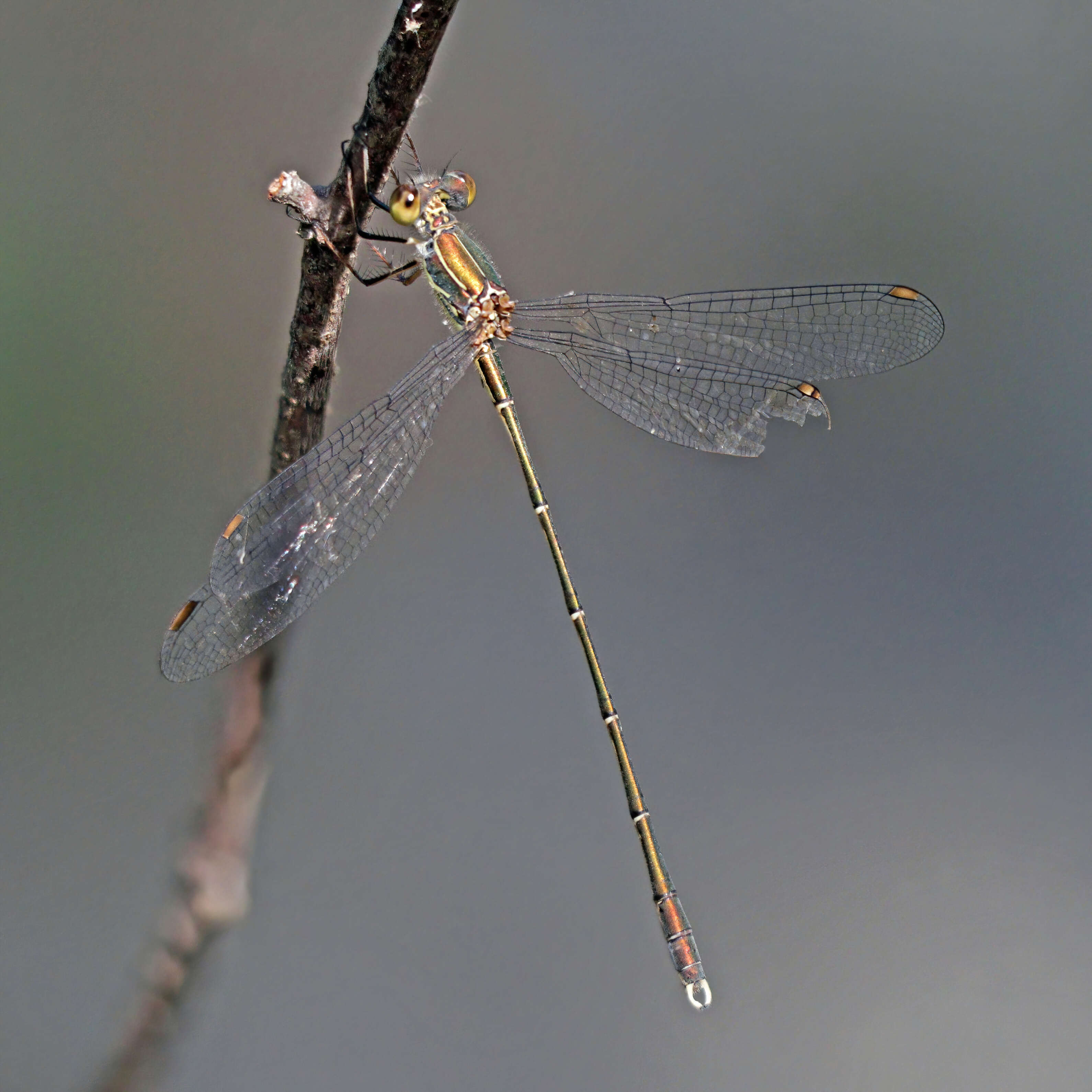 Image of Eastern Willow Spreadwing