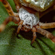 Image of Silver Argiope