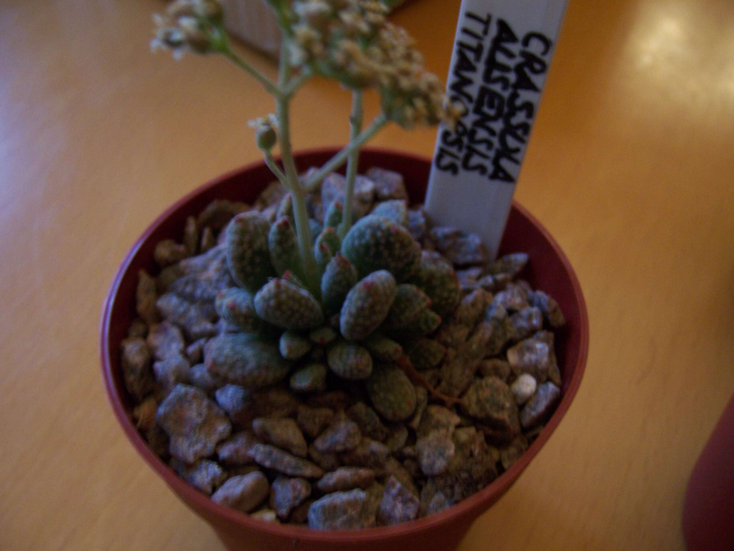 Image of Crassula ausensis P. C. Hutch.