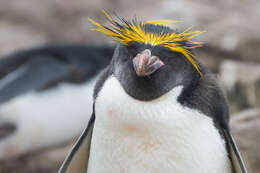 Image of Macaroni Penguin