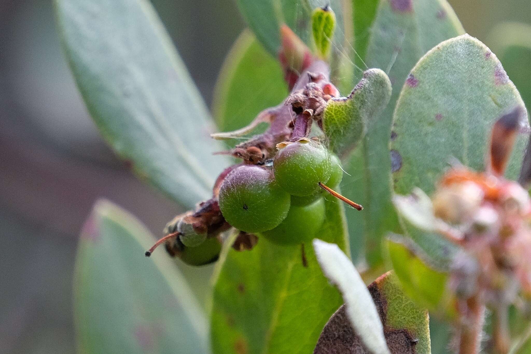 Image of Del Mar manzanita